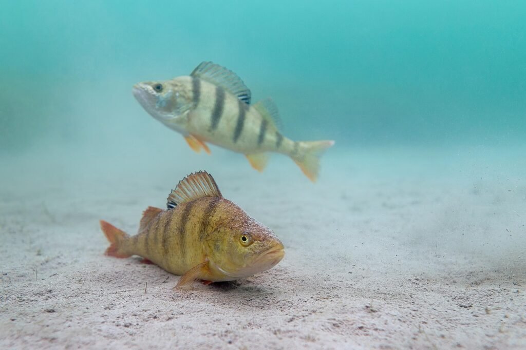 perch, fish, underwater, animals, swim, aquatic, lake, water, nature, perch, perch, perch, perch, perch, underwater, underwater, nature